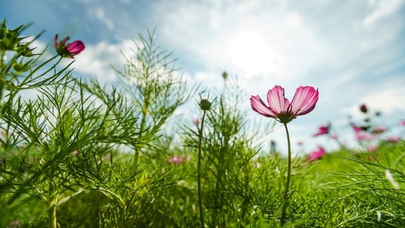 Creating a solid winter of practice allows a new golfer bloom in the spring.